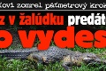 Majiteľovi zomrel päťmetrový krokodíl: Nález v žalúdku predátora ho vydesil