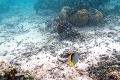 Vyššie teploty vody zabili až tretinu koralového útesu: také vážne vymieranie ešte vedci nevideli