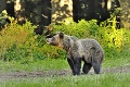 Teror statných chlpáčov v Očovej pokračuje: Zákaz nočných vychádzok kvôli medveďovi