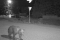 Teror statných chlpáčov v Očovej pokračuje: Zákaz nočných vychádzok kvôli medveďovi