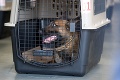Manévre na bratislavskom letisku kvôli špeciálnym cestujúcim: Na výcvik letelo 72 psov