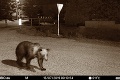 Ochranári bijú na poplach: Desiatkam medveďov hrozí odstrel