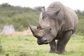 Smutný deň v českej zoo: Utratili najstaršiu samicu nosorožca tuponosého