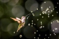 Dokonalá momentka maličkého kolibríka: Pochytám vás všetky