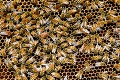 Slovenský unikát na Štrbskom Plese: Z najvyššie položenej včelnice stočili prvý tohtoročný med