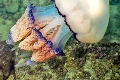 Invázia monštier z hlbín: Potápač vyzerá pri obrovskej medúze ako trpaslík! Varovanie pre turistov