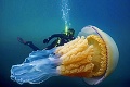 Invázia monštier z hlbín: Potápač vyzerá pri obrovskej medúze ako trpaslík! Varovanie pre turistov
