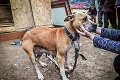 Zarážajúce video! Aktivistky nakrútili krvavý súboj psov v osade: Organizované zápasy?