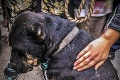 Zarážajúce video! Aktivistky nakrútili krvavý súboj psov v osade: Organizované zápasy?