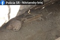 Nečakaný objav v Nových Zámkoch: Pri kopaní jamy sa našli ľudské pozostatky