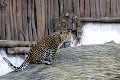 Poplach v bratislavskej ZOO: Turistov vyhnali z areálu, ušiel leopard!