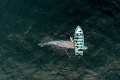 Turistom sa splnil sen: Pri loďke sa zjavila obrovská veľryba