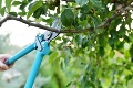 Pozor na praktiky podvodníkov: Hop, a v záhrade je falošný orezávač stromov alebo elektrikár