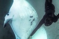 Zranený morský tvor sa priblížil ku skupine potápačov: Manta prosila o pomoc