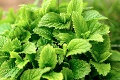 Lieky z kvetináča, zo záhrady či z prírody: Letné bylinky pre zdravie i chuť