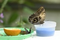 Farebné leto v Bojniciach! Národná zoo predstavila exotické motýle: Tieto druhy ohromia deti aj dospelých