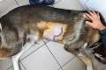 Brutálny útok agresívneho zvieraťa na sídlisku v Žiari nad Hronom: Diviak rozpáral Reného psa