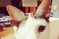 Kocúr, ktorý nemá vo svete páru: Frankie má štyri uši a len jedno oko!