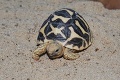 Dvaja muži pašovali zvieratá: Úrady objavili v batožine vyše 5000 korytnačiek