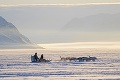 Psy v Grónsku sa namiesto v snehu brodili vo vode: Takto sa topia ľadovce