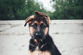 Keď psy urobia TOTO, každý človek podľahne: Uvidíte fotky od slovenských psíčkarov, hneď pochopíte!