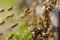 V USA sa prevrátil kamión, uletelo z neho 133 miliónov včiel: Veľké gesto ich majiteľa