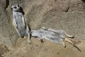Takto s horúčavami bojujú zvieratá v Bojnickej zoo: Uvidíte fotku surikat, totálne sa do nich vžijete!
