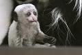 Veľká radosť v bojnickej zoo: Kolekciu zvierat doplnil tento rozkošný samček! Pri pohľade naňho sa roztopíte