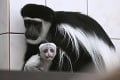 Letný baby boom v slovenských zoo: Pozrite sa na tie rozkošné prírastky