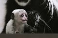Letný baby boom v slovenských zoo: Pozrite sa na tie rozkošné prírastky