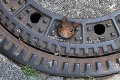 Rozkošná veverička uviazla v kanálovom poklope: Bizarnú záchranu zvládol až veterinár
