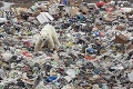 Odborníci bijú na poplach: Fotky vychudnutého ľadového medveďa v meste vysielajú do sveta jasný odkaz