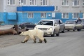 Odborníci bijú na poplach: Fotky vychudnutého ľadového medveďa v meste vysielajú do sveta jasný odkaz