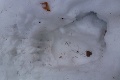 Ľubica našla v snehu niečo, pri čom by mnohých striaslo od hrôzy: Jej reakcia vás dostane do pomykova!