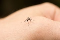 Obce na Záhorí trápi kalamitný výskyt komárov: Premiér prisľúbil pomoc
