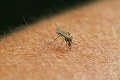Dotieravý hmyz spôsobuje problémy deťom aj dospelým: Kedy Bratislava zakročí proti komárom?