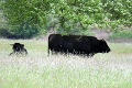 Dráma okolo opusteného stáda kráv v Poľsku: Po schválení hromadnej porážky nečakaný zvrat!