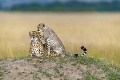Fotograf zachytil rozkošnú hru gepardov: Mami, nepozeraj sa