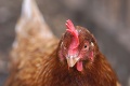 Kaufland rozširuje sortiment vajec z podstielkového a voľného chovu od slovenských farmárov