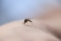 Bratislavský kraj vyhlásil vojnu komárom: Nový postrek ich má zabíjať už ako larvy