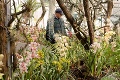 Nitrianska výstava láka milovníkov orchideí: V najväčšej zbierke na Slovensku nájdete aj drobné unikáty