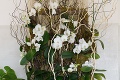 Nitrianska výstava láka milovníkov orchideí: V najväčšej zbierke na Slovensku nájdete aj drobné unikáty