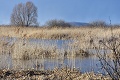 Slovenskí ornitológovia zachraňujú mokrade pre vzácne druhy vtákov: V Medzibodroží je ich viac ako 150!