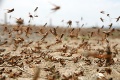 Poplach na Sardínii: Milióny kobyliek žerú, čo im príde do cesty, situácia je kritická
