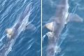 Hrozivý pohľad v Chorvátsku: Pri pobreží Makarskej plával nebezpečný žralok