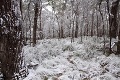 Obyvateľov subtropickej Austrálie prekvapil sneh: Také niečo tam už roky nebolo