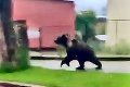 Po Ružomberku behal medveď, Štátna ochrana prírody reaguje: Ak sa vráti, odchytíme ho