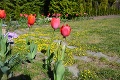 S tým, čo má doma Ľubomír, sa nestretol ani skúsený odborník: Zasadil tulipán, aha, čo naňho vykuklo!