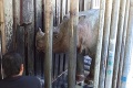 Smutná správa pre svet: Zomrel posledný samec kriticky ohrozeného nosorožca v Malajzii