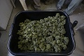 Úlovok kriminalistov zo Žiliny: Zaistili vyše 2,5 kg marihuany!